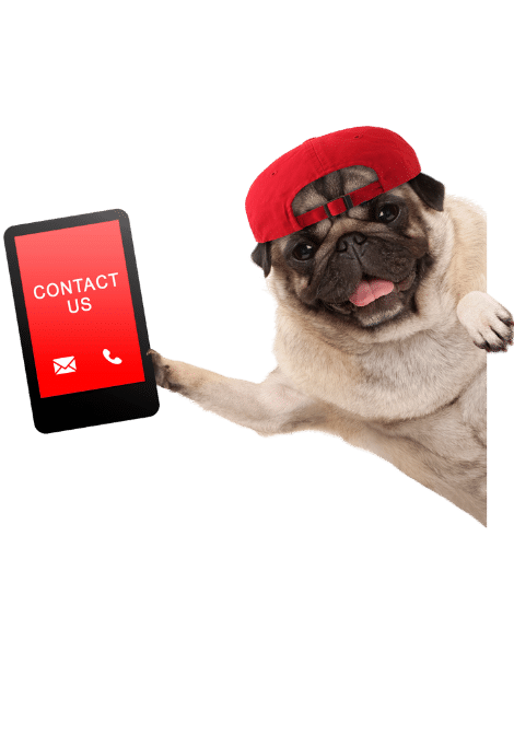 a pug dog wearing a red hat and holding up a smart phone